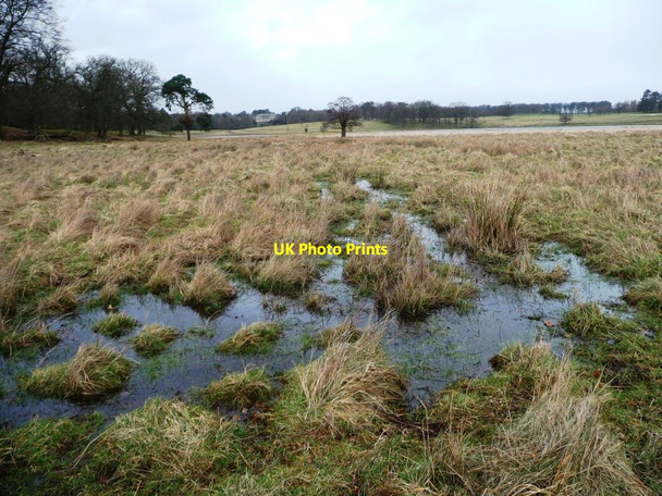 Photo 6"x4" Boggy ground, Tatton Park Knutsford c2014