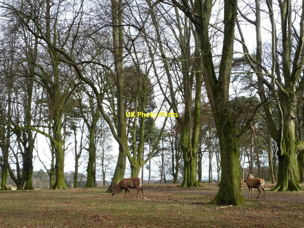 Photo 6"x4" Red deer, eastern Saddleback Plantation, Tatton Park Tatton Dale c2014