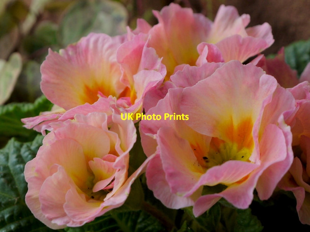 Photo 6"x4" Pretty in Pink Bromsash c2014