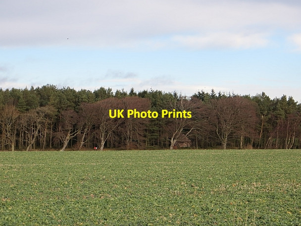 Photo 6"x4" Oilseed rape field Lowick\/NU0139 c2014