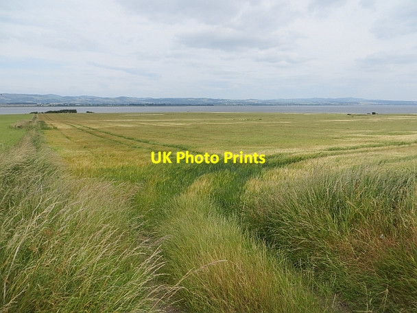 Photo 6"x4" Barley, Logie Glenduckie c2013