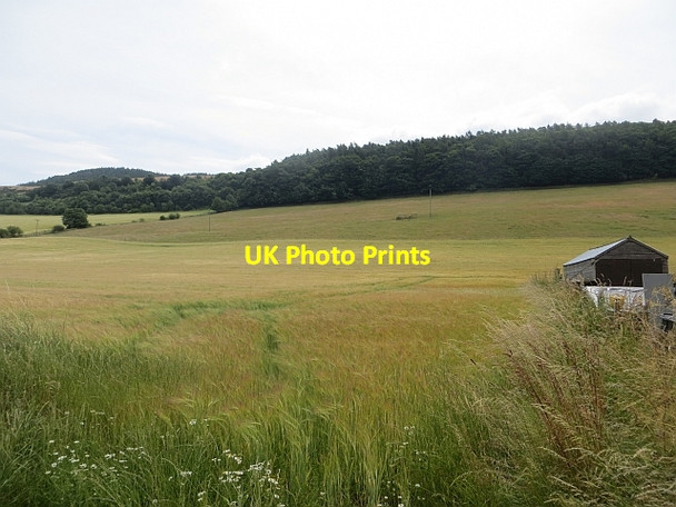 Photo 6"x4" Barley, Logie Glenduckie c2013 P1