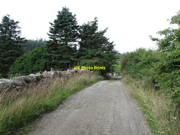 Photo 6"x4" Forest access lane on Knockchree Hill Attical c2013