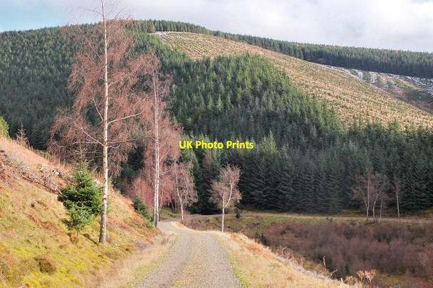 Photo 6"x4" Forest road at Blinkbonny Burn Innerleithen c2014