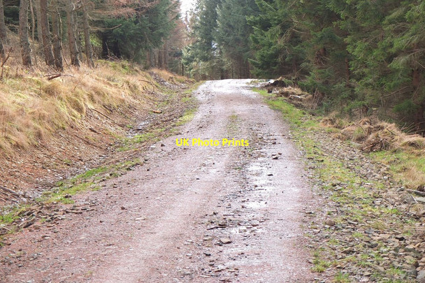 Photo 6"x4" Forest road, Priesthope Hill Cardrona c2014