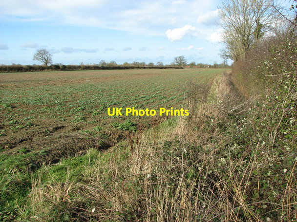 Photo 6"x4" Oilseed rape crop north of Banham's Lane Upgate Street\/TM2891 c2014