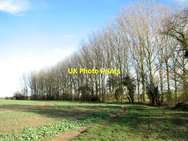 Photo 6"x4" Poplars beside the footpath to Woodton Bedingham Green c2014