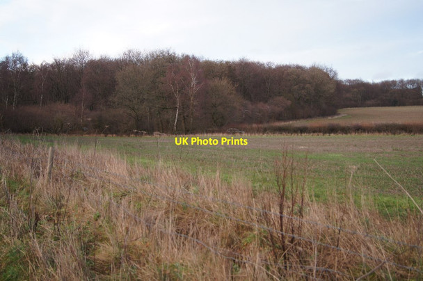 Photo 6"x4" Margins of Itchen Wood East Stratton c2014