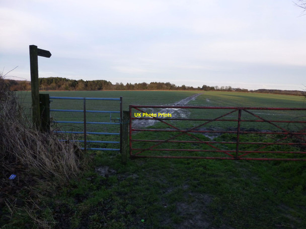 Photo 6"x4" Footpath to Mitford Molesden c2014