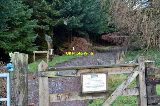 Photo 6"x4" Gate into Grassfield Forest Halmyre Mains c2014