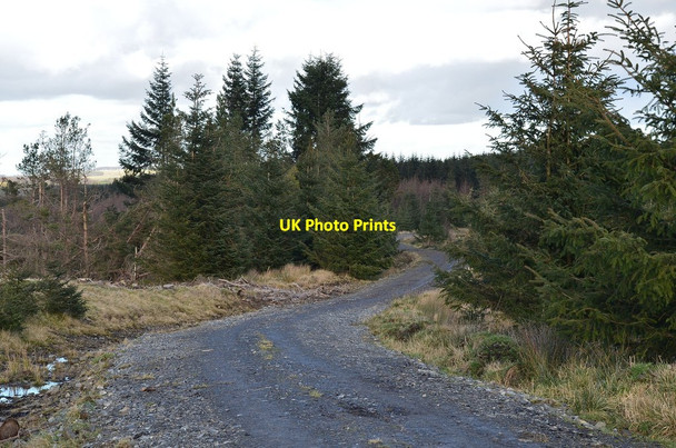 Photo 6"x4" Track in Cloich Forest Shiplaw c2014