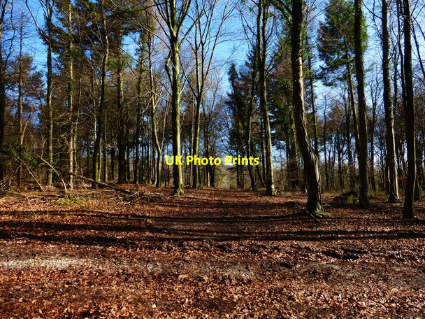 Photo 6"x4" View east on track in The Plantation Waterbeach\/SU8908 c2014