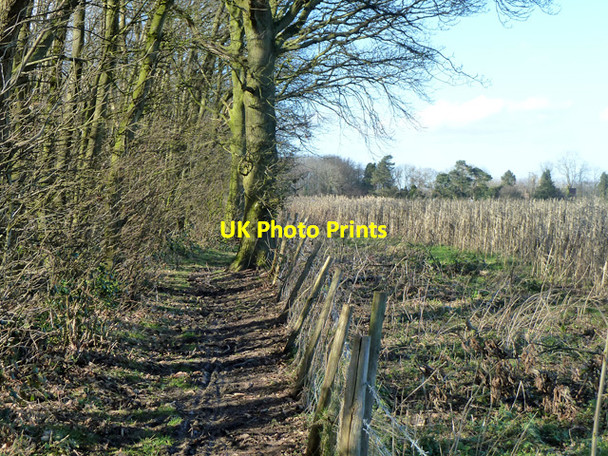 Photo 6"x4" Bridleway at woodland edge Friningham c2014