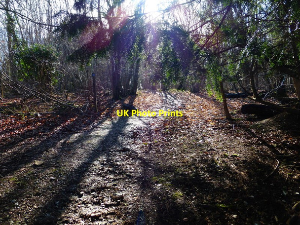 Photo 6"x4" Bridleway through yew trees on Rewell Hill Binsted c2014