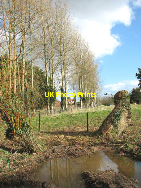 Photo 6"x4" A row of poplars beside the Angles Way Camps Heath c2014