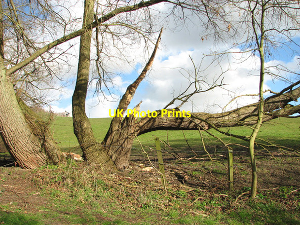 Photo 6"x4" Split willow tree by Holly Hill Camps Heath c2014