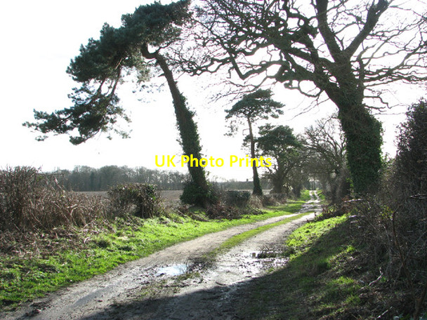 Photo 6"x4" Flixton Marsh Lane towards Nobb Cottages Camps Heath c2014