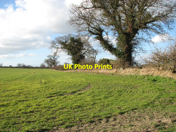 Photo 6"x4" Field boundary hedge with trees Camps Heath c2014