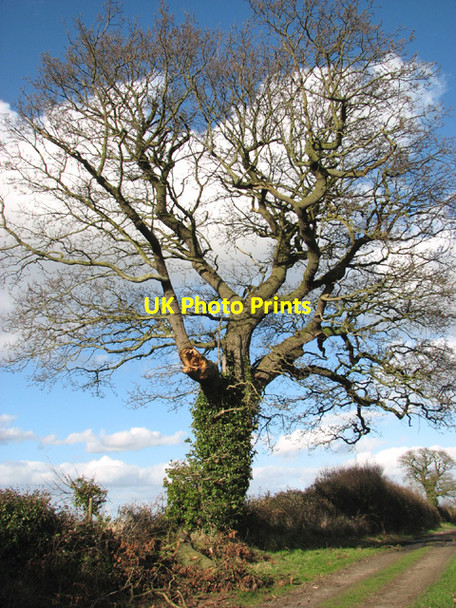 Photo 6"x4" Ivy-clad oak tree beside Flixton Marsh Lane Camps Heath c2014