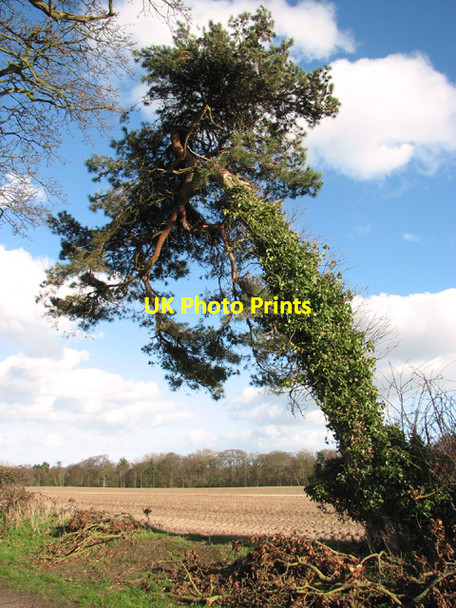Photo 6"x4" Bent pine tree beside Flixton Marsh Lane Camps Heath c2014
