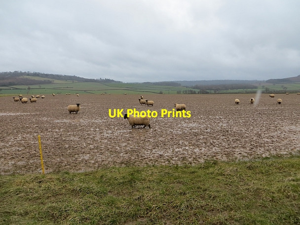 Photo 6"x4" Strip grazed sheep Acton Burnell c2014
