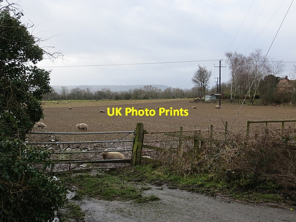 Photo 6"x4" Sheep on strip grazing Leominster c2014