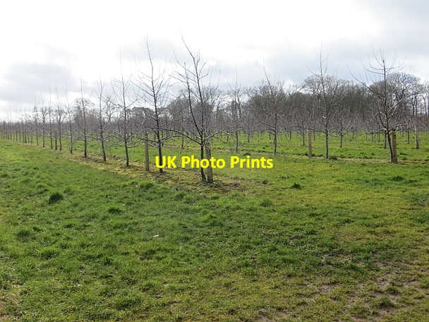 Photo 6"x4" Orchard, Bidney Dilwyn c2014