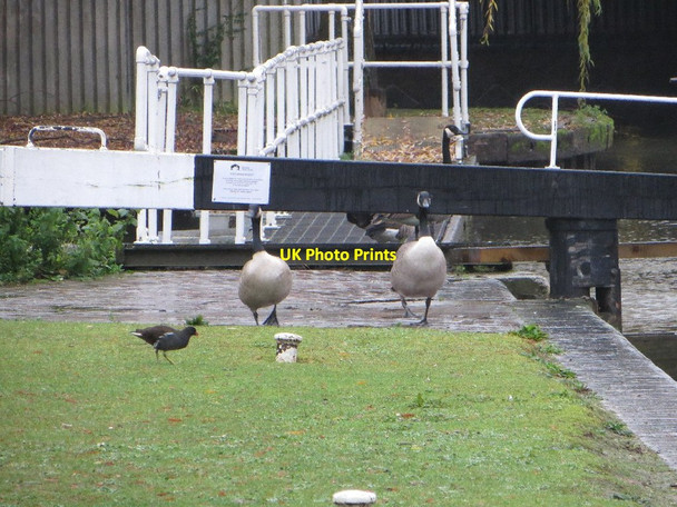 Photo 6"x4" Taking a stroll Reading c2013