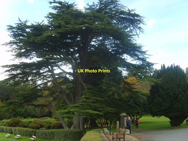 Photo 6"x4" Trees at the arboretum at Tollymore Forest Park Newcastle\/J3732 c2012