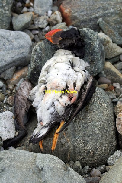 Photo 6"x4" Dead Puffin (Fratercula arctica), Easting beach Mailand c2014
