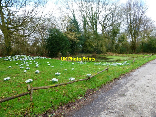 Photo 6"x4" Snowdrops and pond at Ivyhouse Farm High Cross\/SU7126 c2014