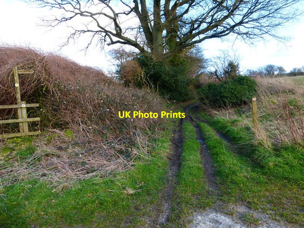Photo 6"x4" Byway leaves road at Colemore Colemore c2014