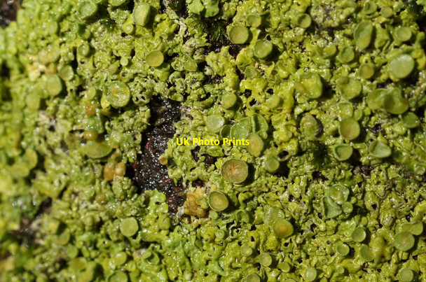 Photo 6"x4" Lichen on a tree trunk, Halligarth, Baltasound Baltasound c2014