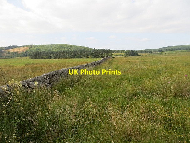 Photo 6"x4" Dyke, Glensone Beeswing c2013