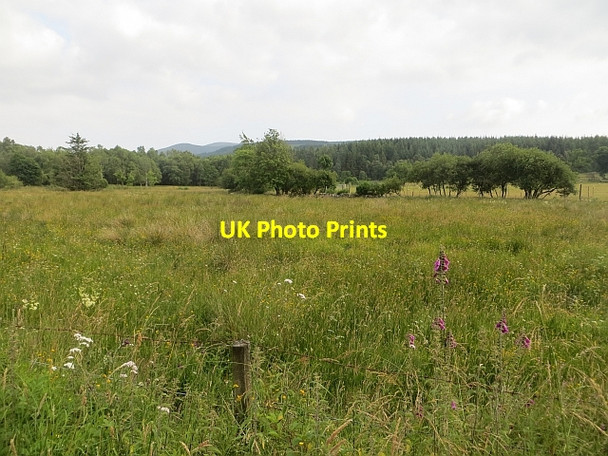 Photo 6"x4" Wetland pasture New Abbey c2013