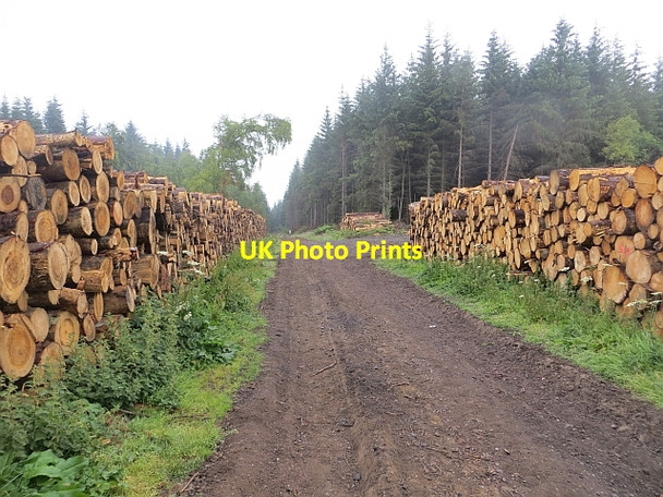 Photo 6"x4" Log stacks, Blairadam Forest Kelty c2013