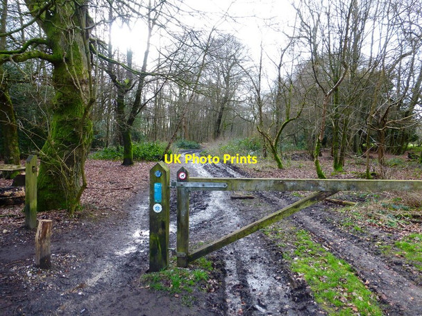 Photo 6"x4" North Downs Way goes west from the car park on Staple Lane Newlands Corner c2014