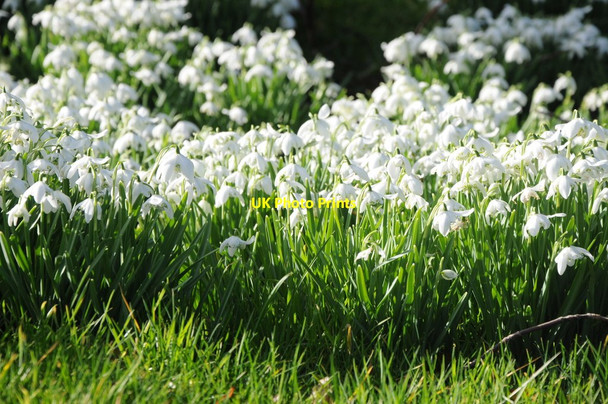 Photo 6"x4" Snowdrops in Llanfihangel Rhydithon Llanfihangel Rhydithon c2014