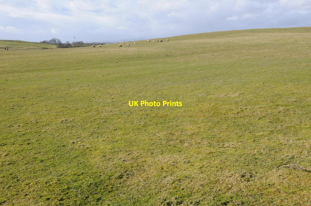 Photo 6"x4" Upland grazing at Little Hill Dolau\/SO1467 c2014
