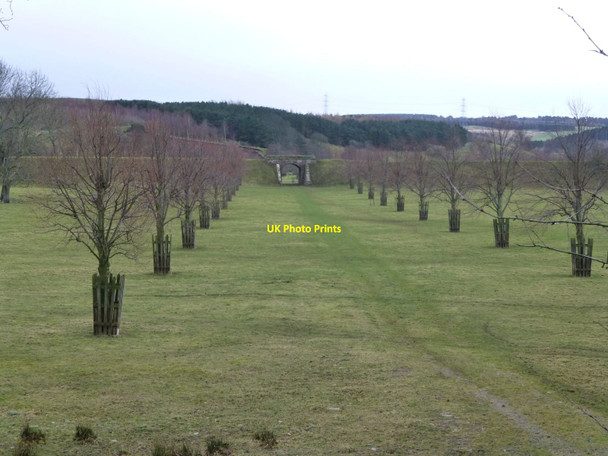 Photo 6"x4" Avenue of trees from the Gateway to Lilburn Estates Ilderton c2014