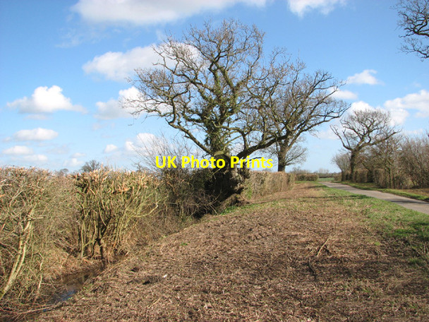 Photo 6"x4" Hedgerow beside Green Lane West End\/TM4683 c2014