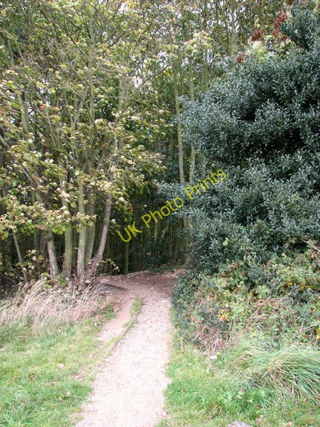 Photo 6"x4" Into the woods North Walsham c2008