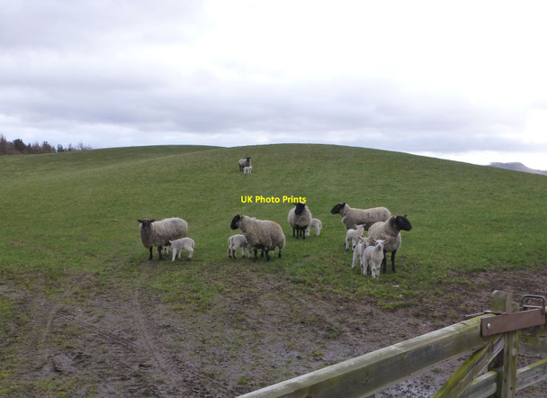 Photo 6"x4" Ewes with lambs Ilderton c2014