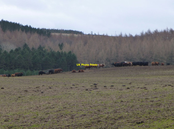 Photo 6"x4" Cattle beside Decoy Wood East Lilburn c2014