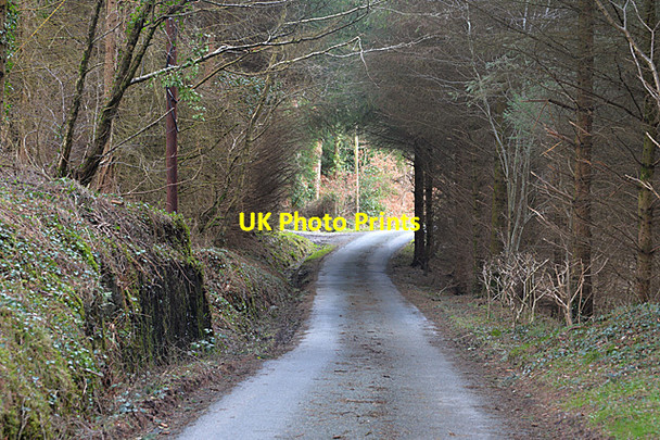 Photo 6"x4" Road through trees Forge\/SN7699 c2014