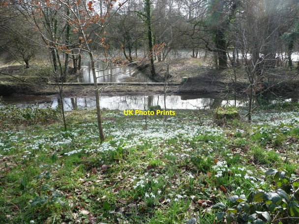 Photo 6"x4" Snowdrops, Yorkshire Sculpture Park West Bretton\/SE2813 c2014