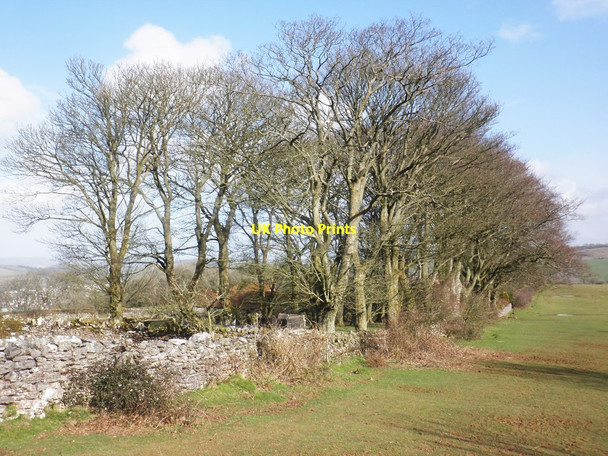 Photo 6"x4" Shelter belt at Hill Farm Compton Bishop c2014