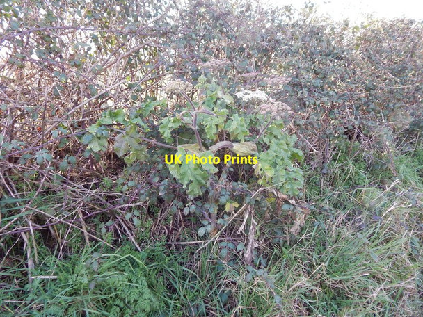 Photo 6"x4" Hogweed, Heath Road Polstead c2014