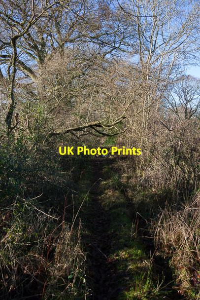 Photo 6"x4" The Crescent, Sciviers Lane Wintershill c2014