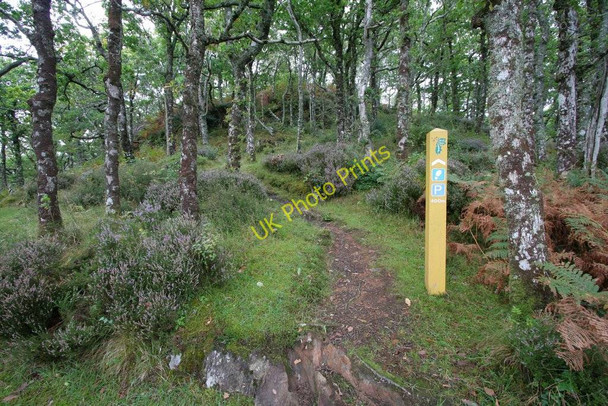 Photo 6"x4" Woodland footpath, An Cnap Salen\/An Sailean c2008